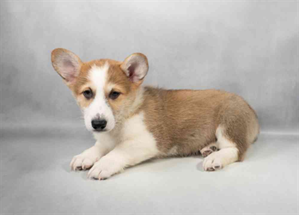 Image of a pet breed in the gallery