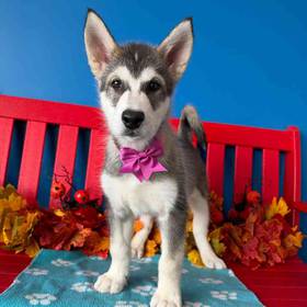 Alaskan Malamute