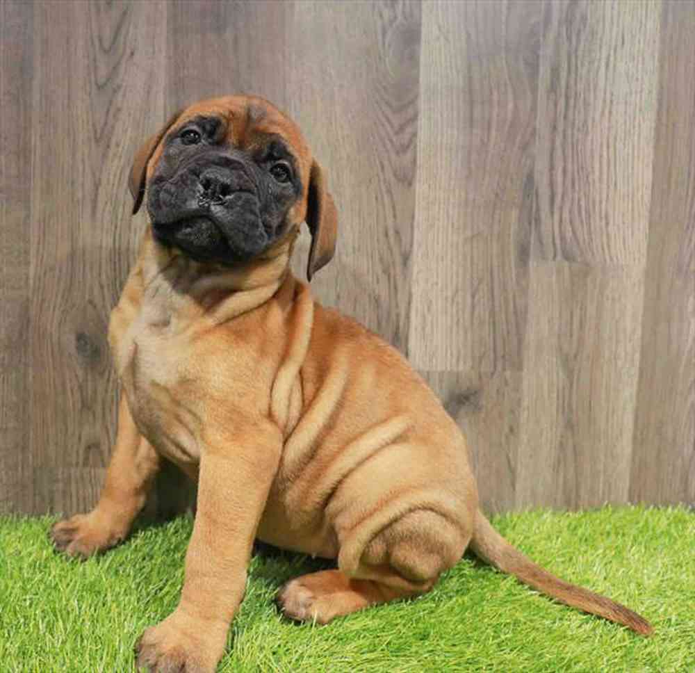 Image of a pet breed in the gallery