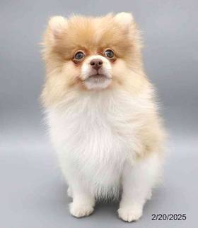 Pomeranian