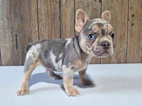 French Bulldog