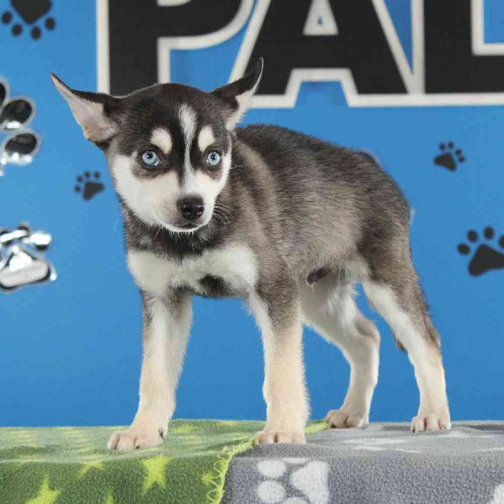 carousel pet images