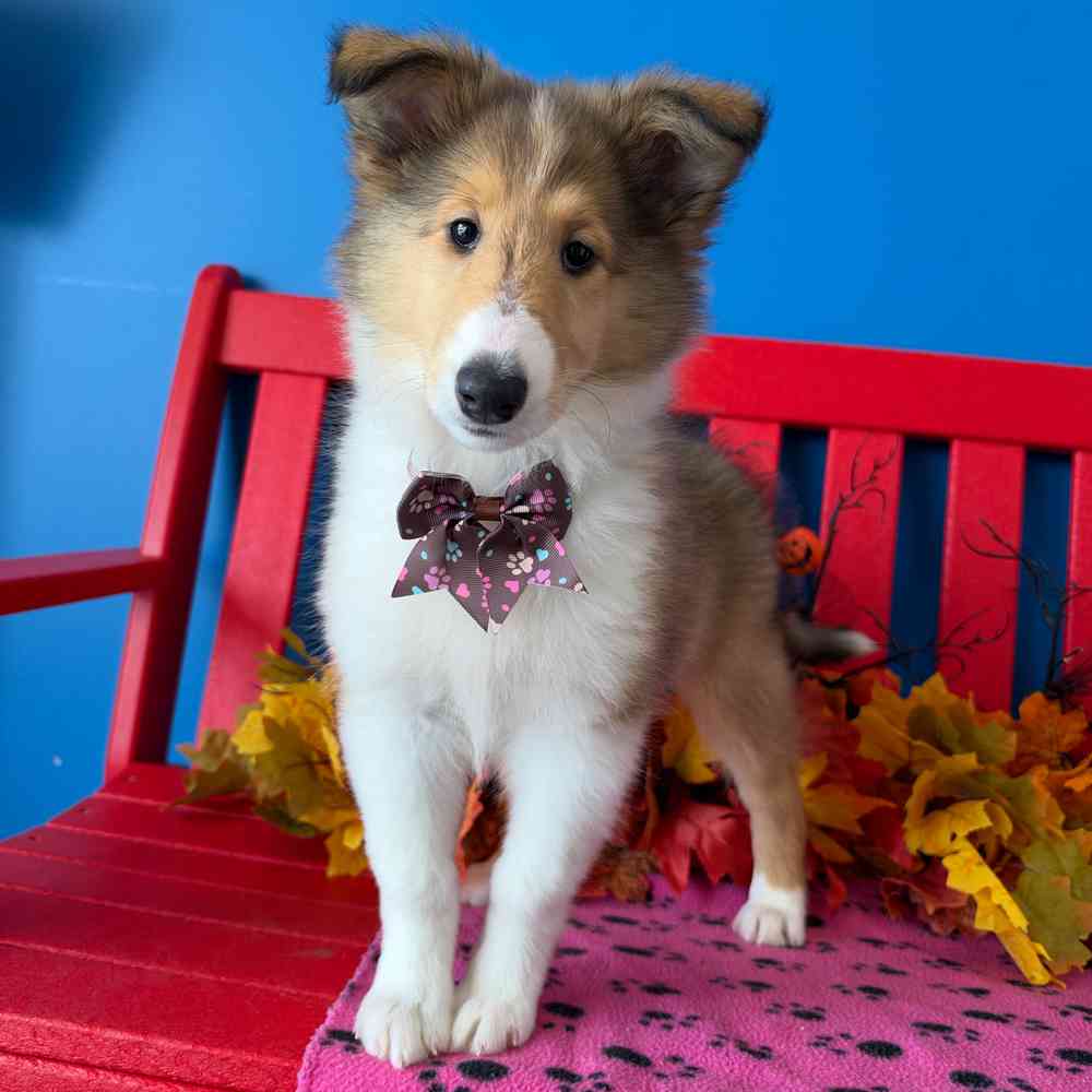 carousel pet images