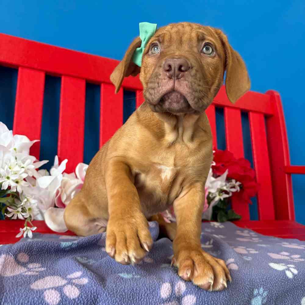 carousel pet images