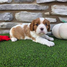 Cavalier King Charles Spaniel