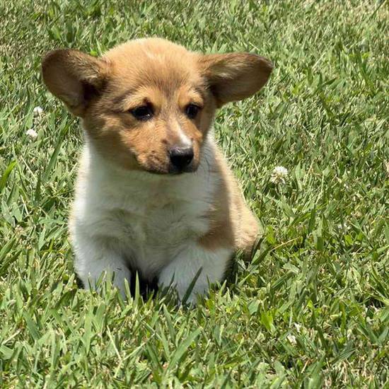 Pembroke Welsh Corgi