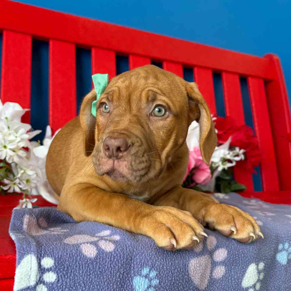 carousel pet images