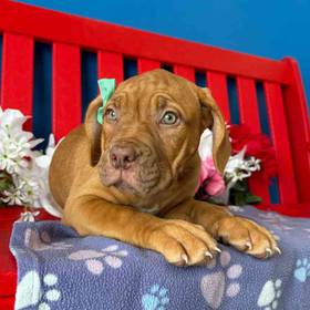 Dogue De Bordeaux