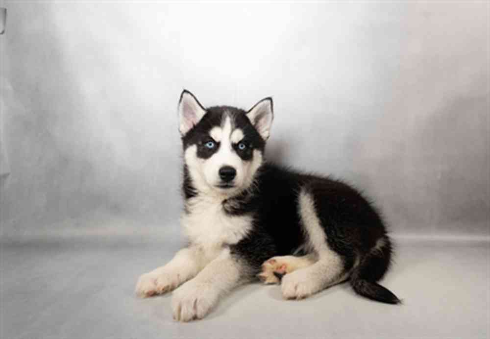 Image of a pet breed in the gallery