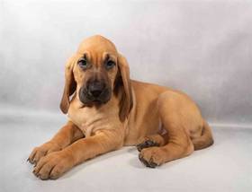 Bloodhound