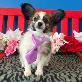 Papillon