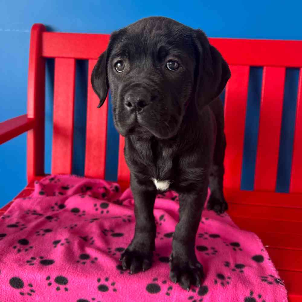 Image of a pet breed in the gallery