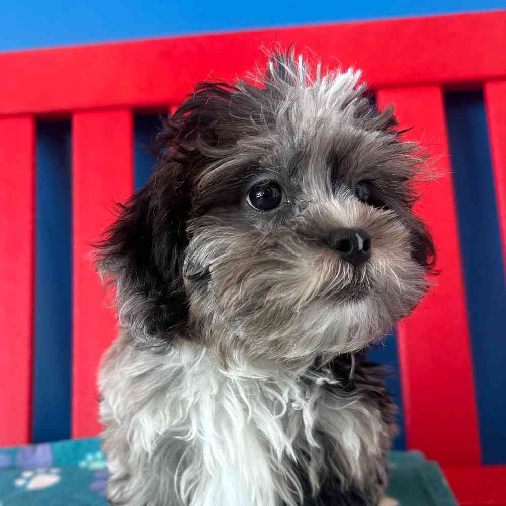 Image of a pet breed in the gallery