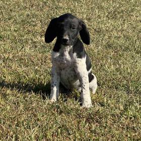 German Shorthaired Pointer