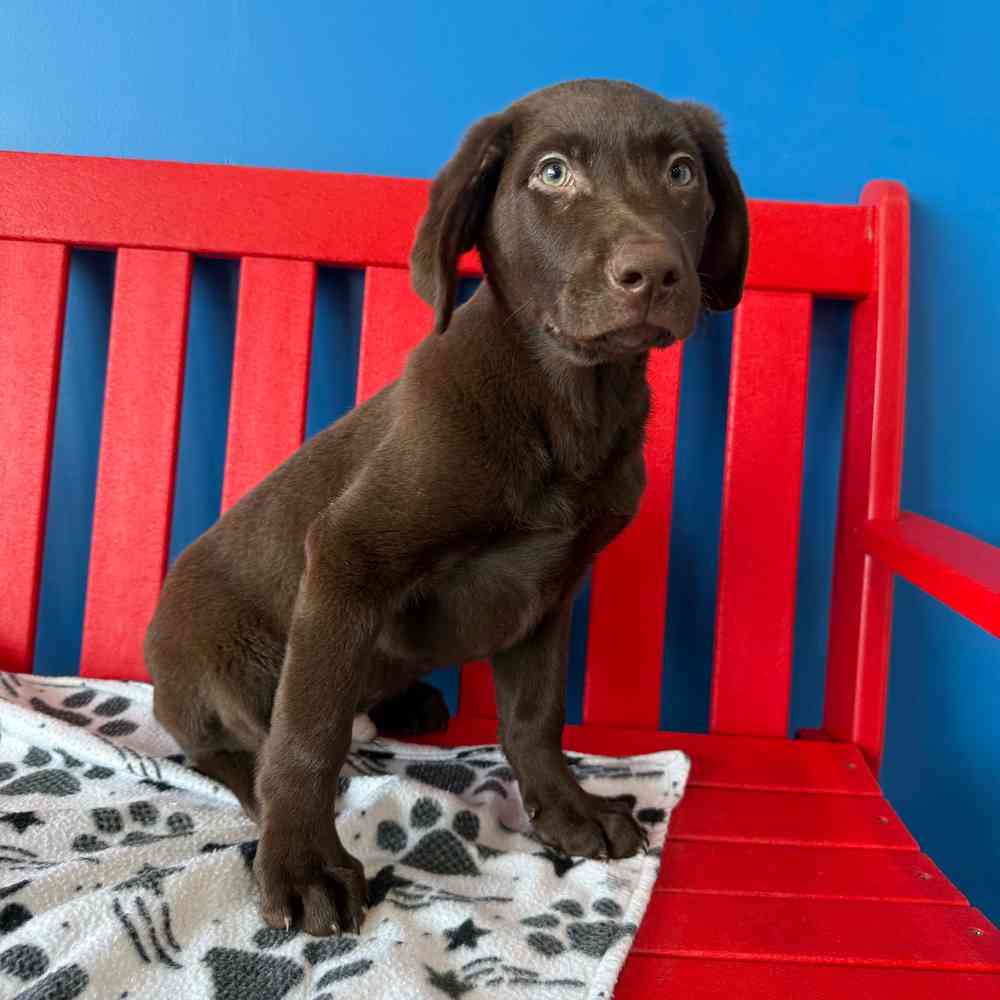 Image of a pet breed in the gallery