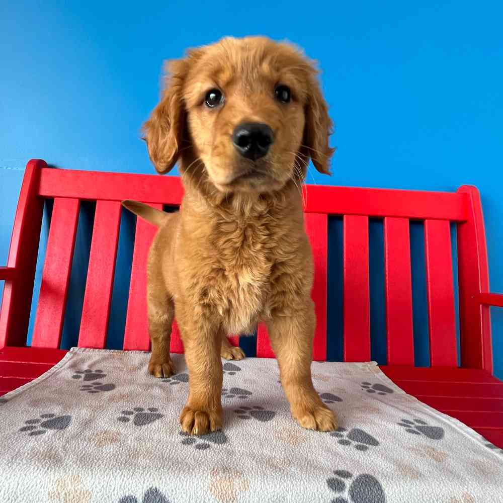 Image of a pet breed in the gallery