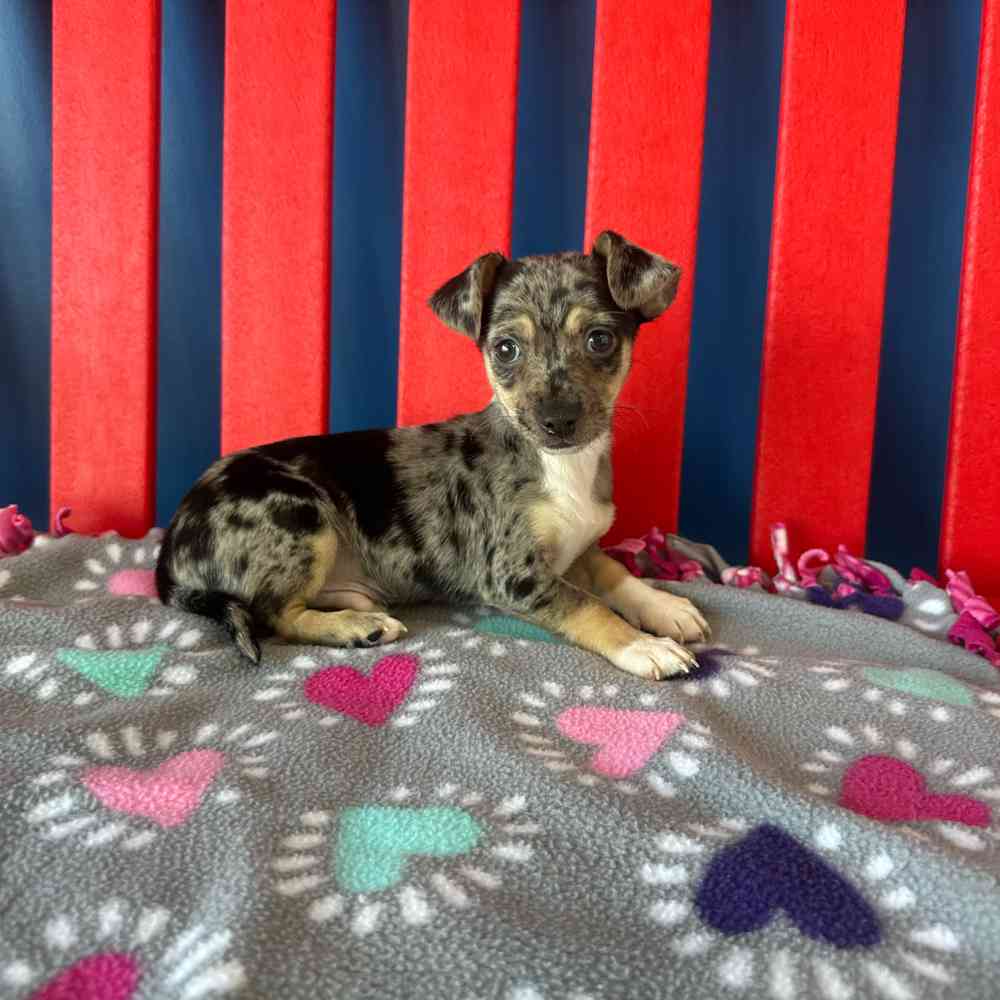 carousel pet images