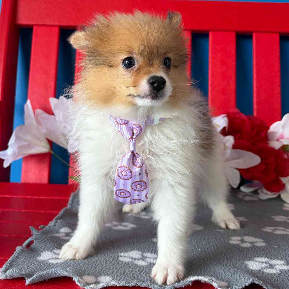 carousel pet images