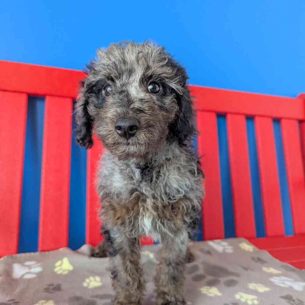 carousel pet images