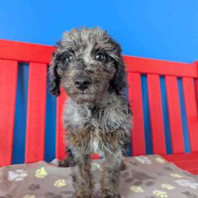 F2 Mini Goldendoodle