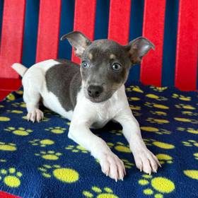 Rat Terrier