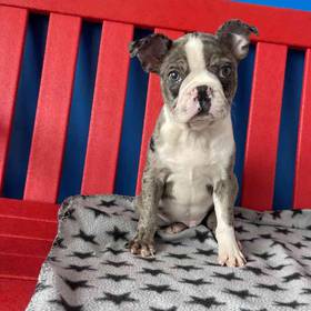 Boston Terrier