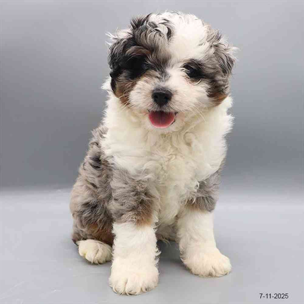Image of a pet breed in the gallery
