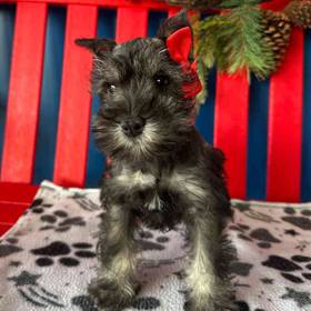 Mini Schnauzer