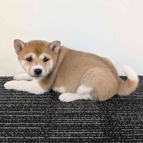 Shiba Inu