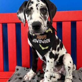 Great Dane