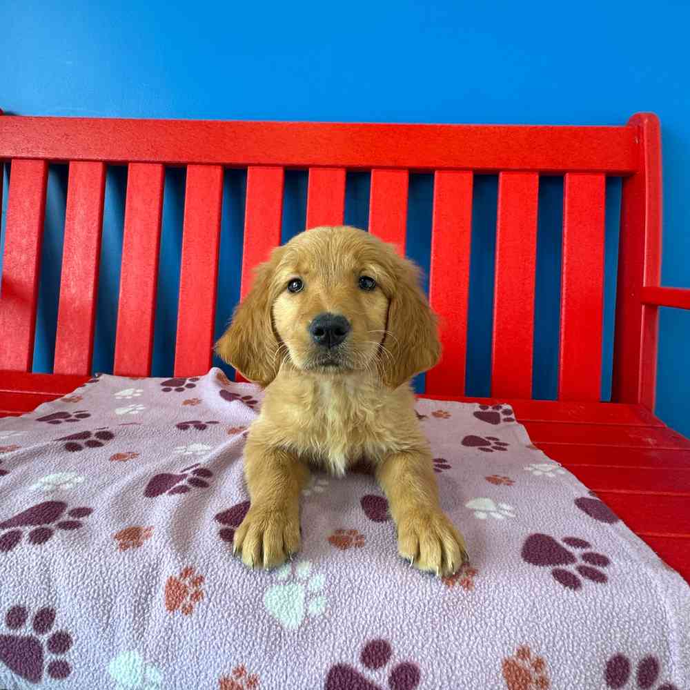 Image of a pet breed in the gallery