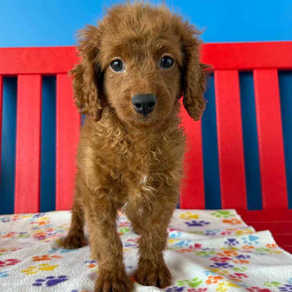 carousel pet images