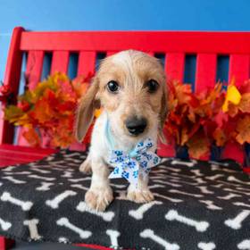 Dachshund