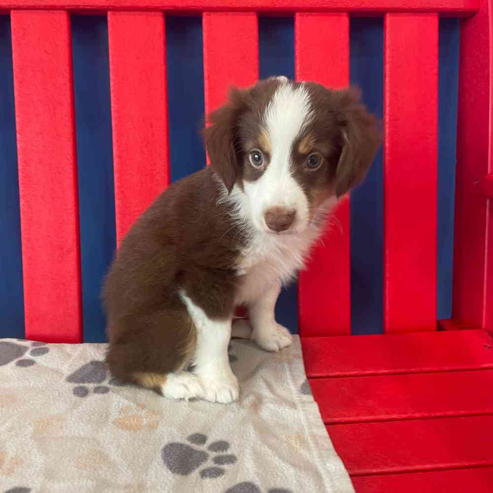 Image of a pet breed in the gallery