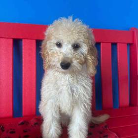 Mini Goldendoodle