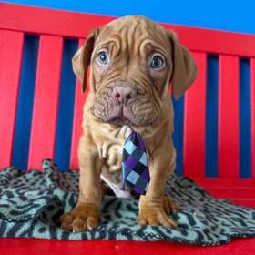 Dogue De Bordeaux