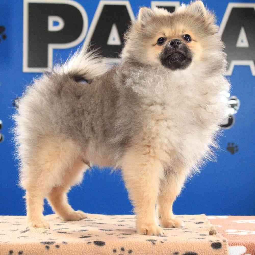 carousel pet images