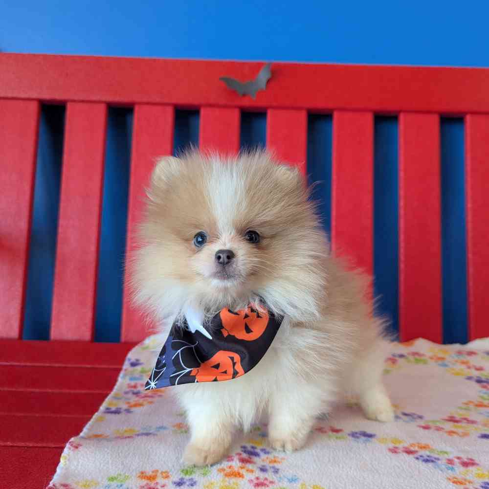 Image of a pet breed in the gallery