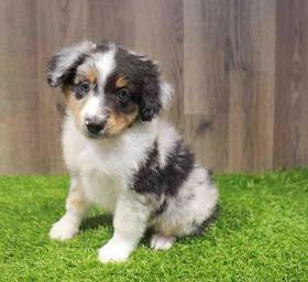 Toy Australian Shepherd