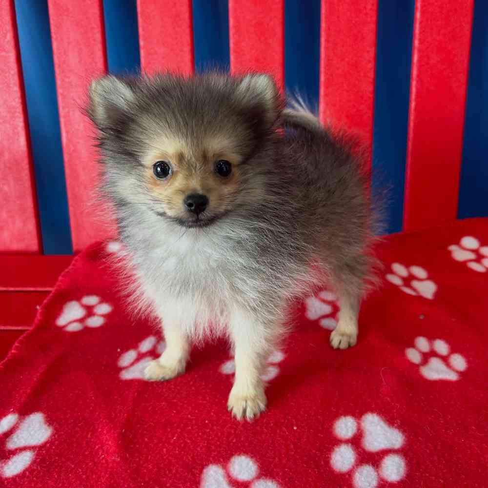 Image of a pet breed in the gallery