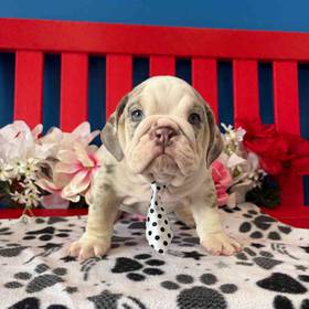 English Bulldog