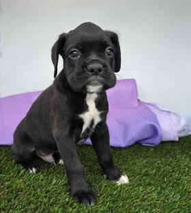 Boxer
