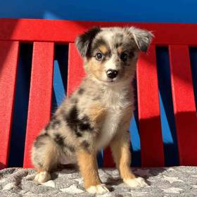 Mini Aussie