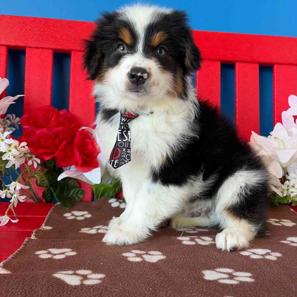 Image of a pet breed in the gallery