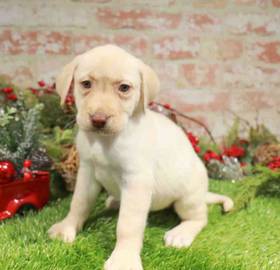 Labrador Retriever