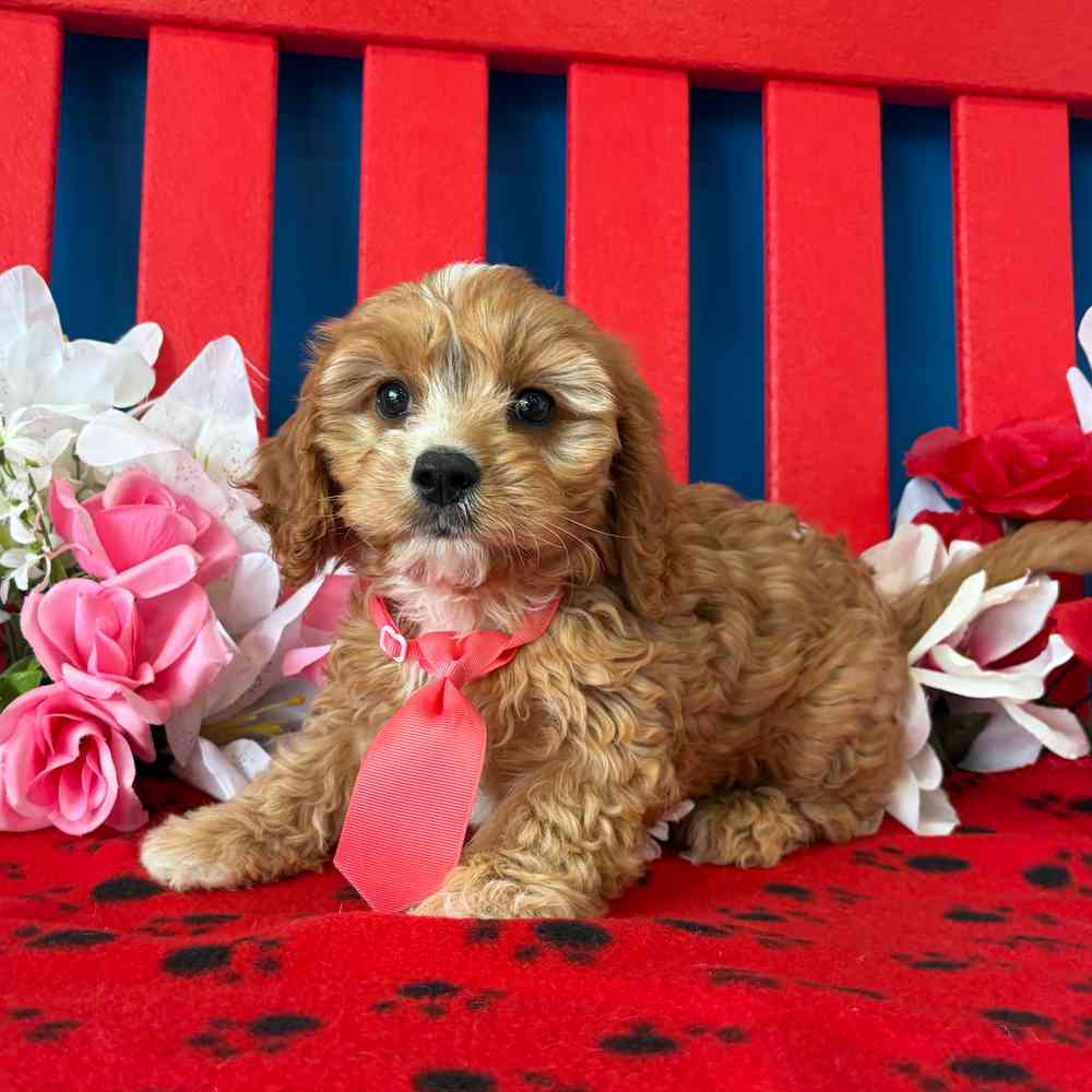 carousel pet images