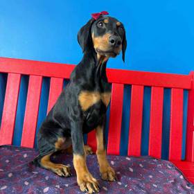 Doberman Pinscher