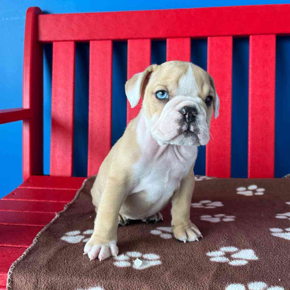 Image of a pet breed in the gallery