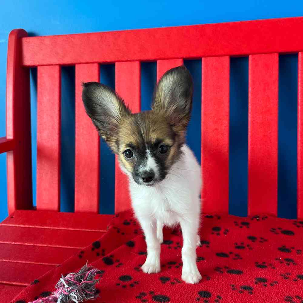 carousel pet images