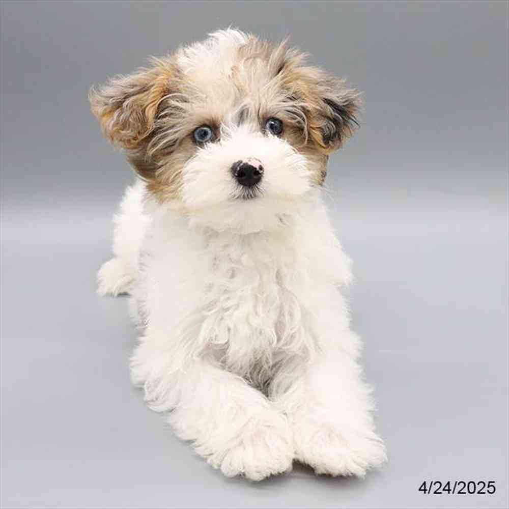 Image of a pet breed in the gallery